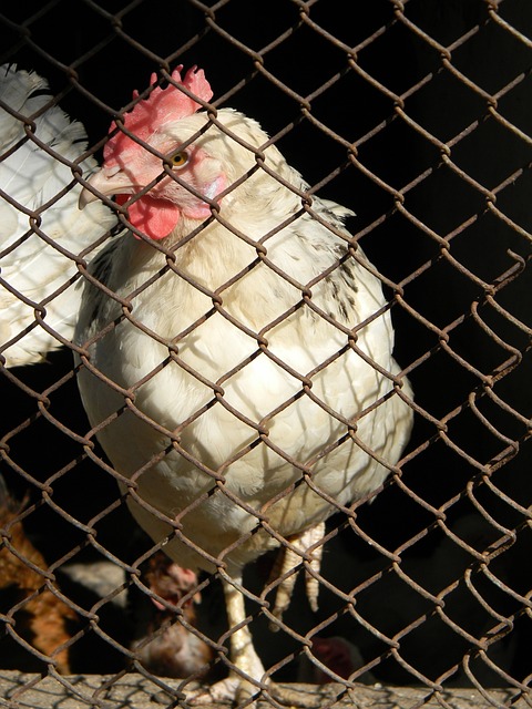 己的梦想 己的梦想